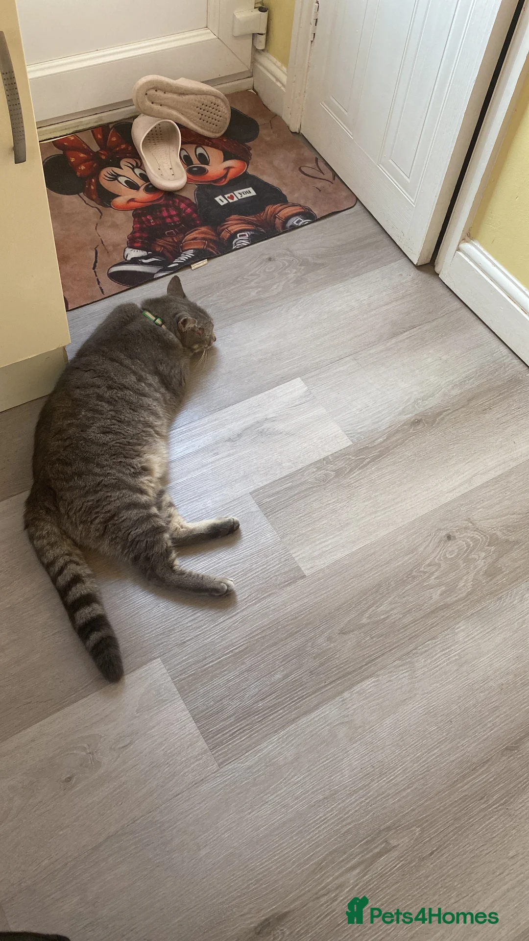 Mixed Breed cats for sale: Tommy - Advert 2