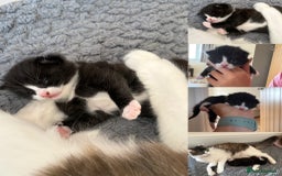 Mixed Breed cats for sale: Gorgeous little boy  - Image 10
