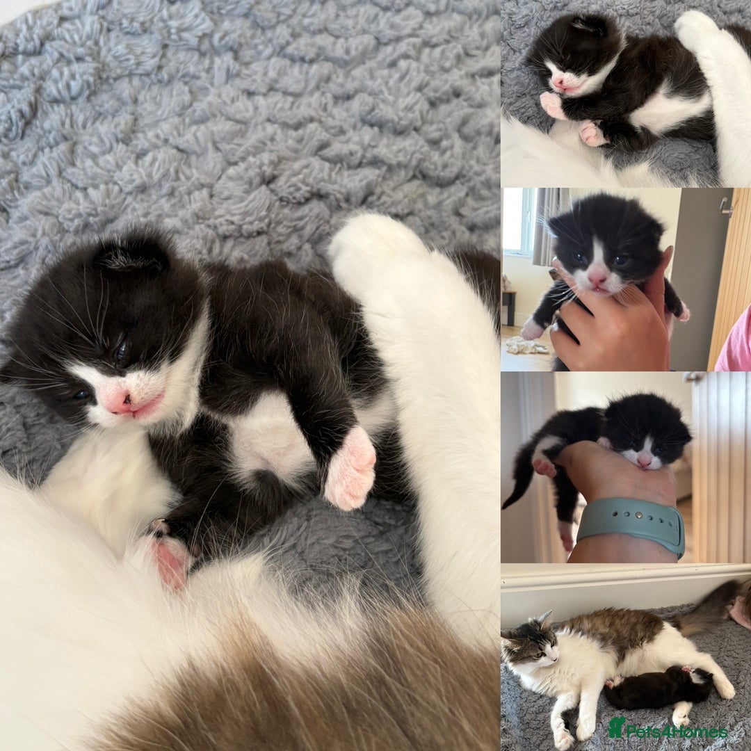 Mixed Breed cats for sale: Gorgeous little boy  - Image 10