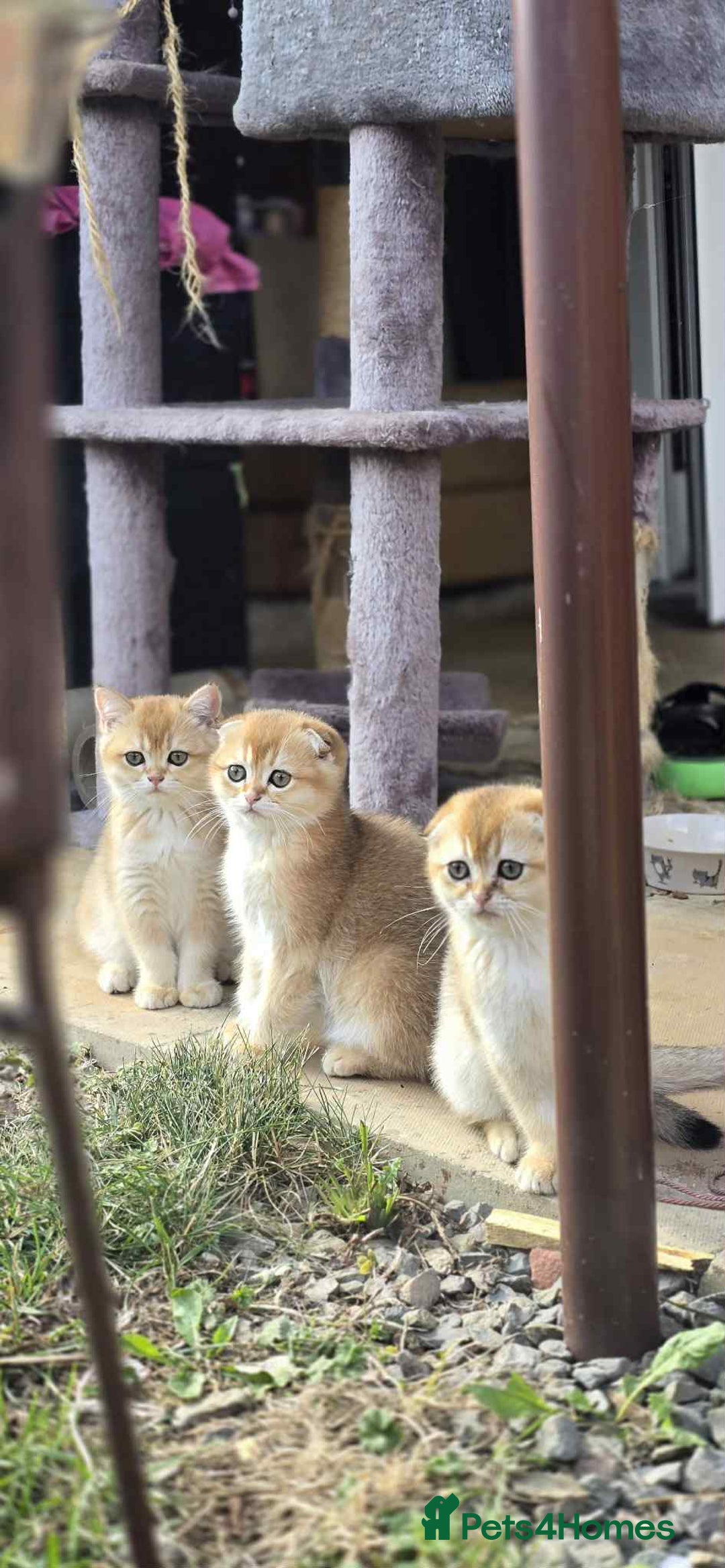 Scottish Fold cats for sale: 1male  1 female READY TO COLLECT - Image 3