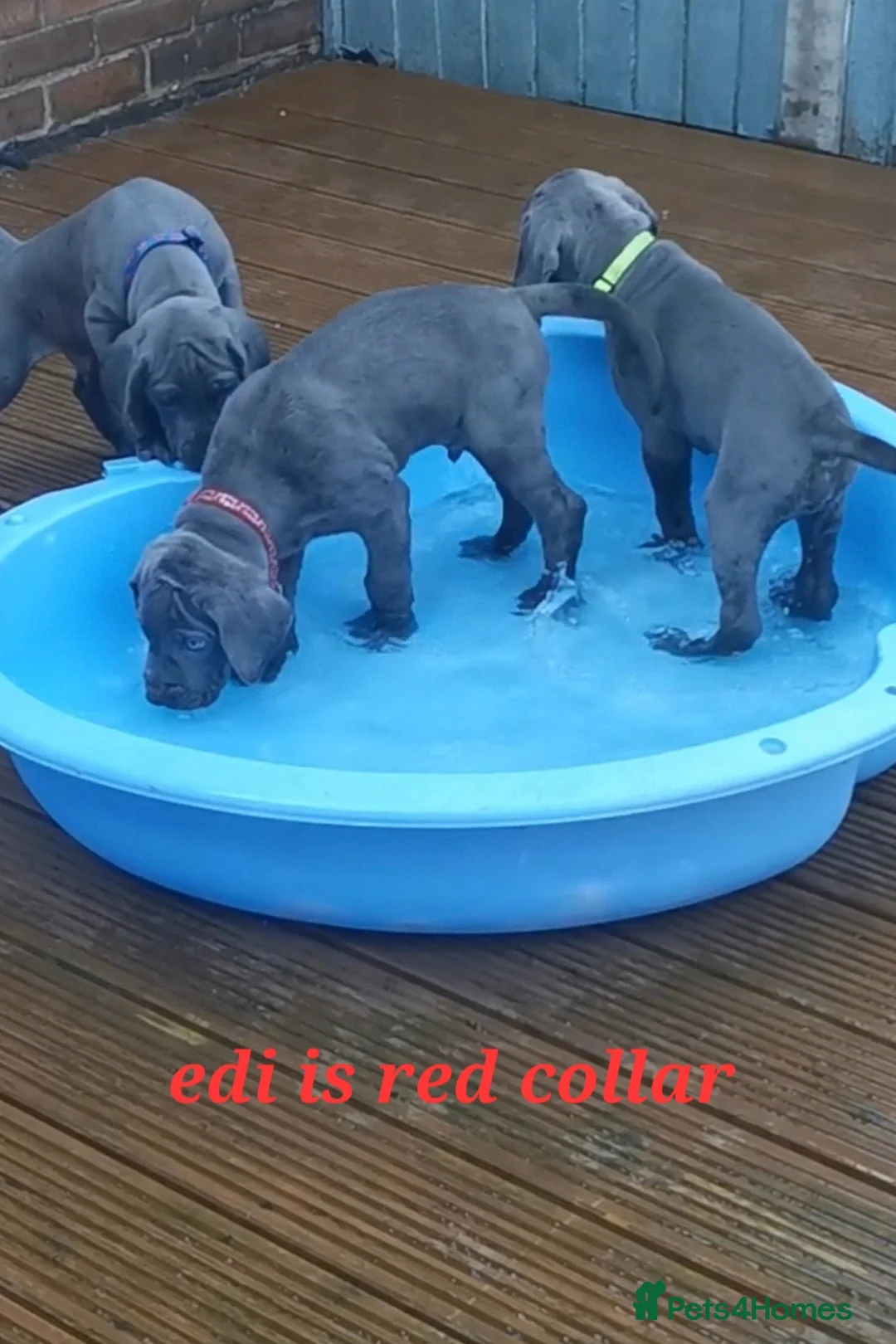 Great Dane dogs for stud: fully health tested proven outstanding solid blue in Thetford - Advert 26