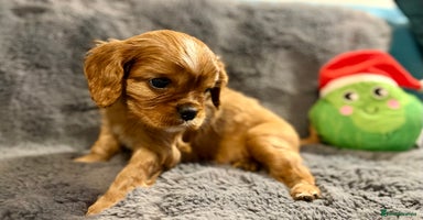 Cavalier King Charles Spaniel dogs Adorable KC Cavalier King Charles Spaniel Puppies - Advert 8