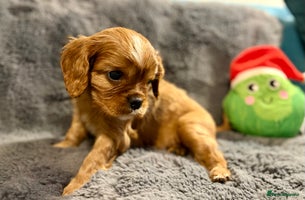 Cavalier King Charles Spaniel dogs Adorable KC Cavalier King Charles Spaniel Puppies - Advert 8