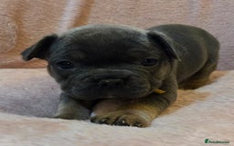 French Bulldog dogs for sale: Beautiful French Bulldog Puppies - Image 25