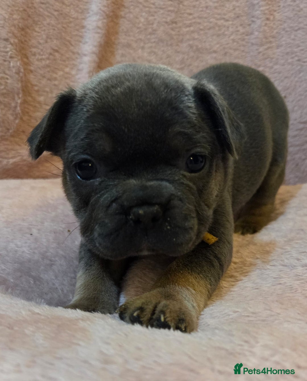 French Bulldog dogs for sale: Beautiful French Bulldog Puppies - Image 25