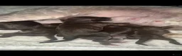 Toy Poodle dogs for stud: KC CHOCOLATE PHANTOM BOY  - Advert 6