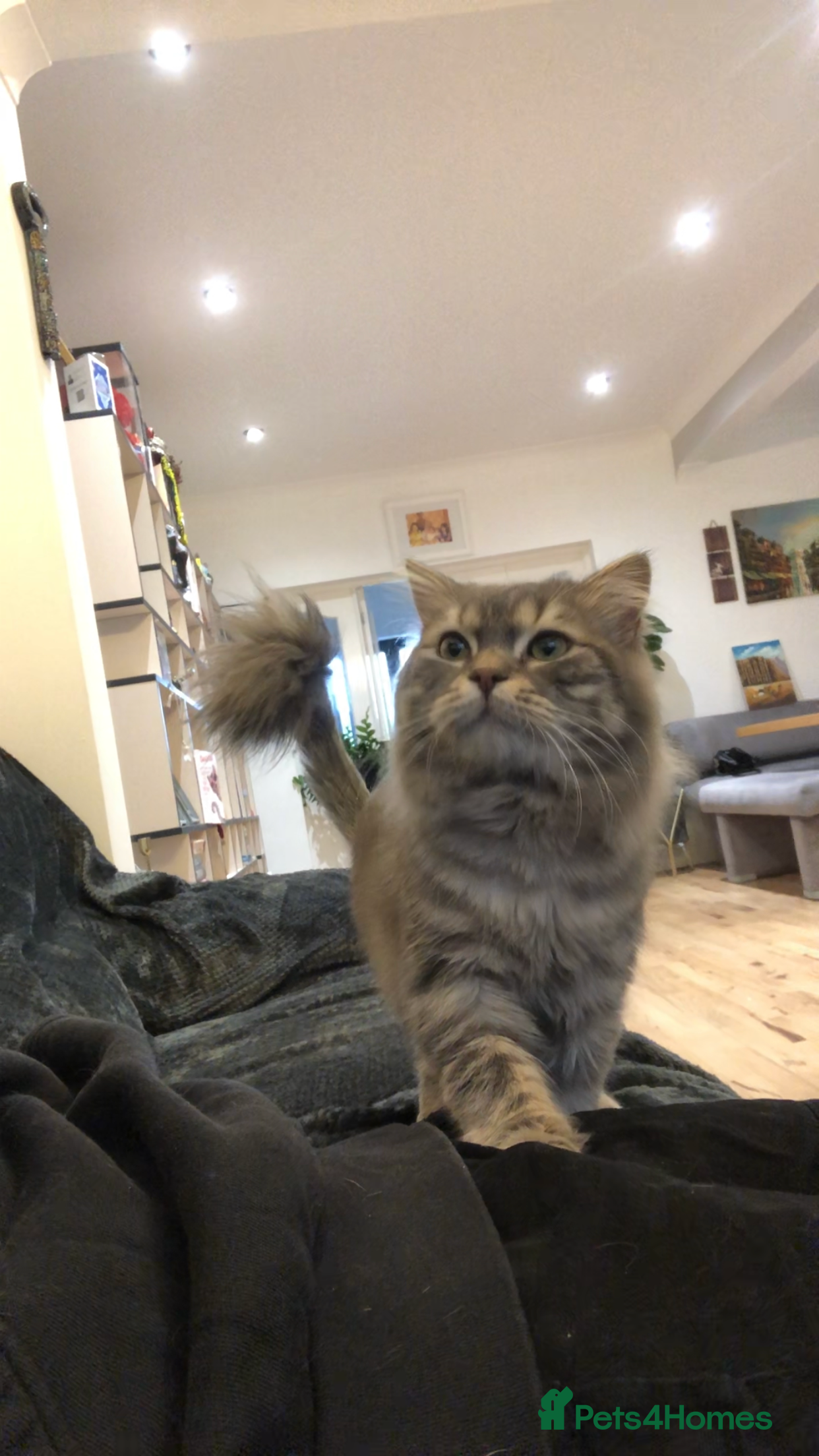 Mixed Breed cats Juju looking for a new home! - Advert 1