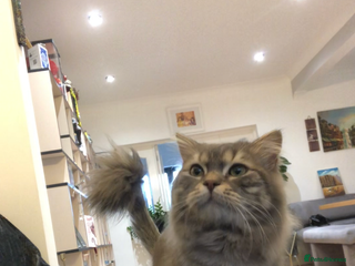 Mixed Breed cats Juju looking for a new home! - Advert 1