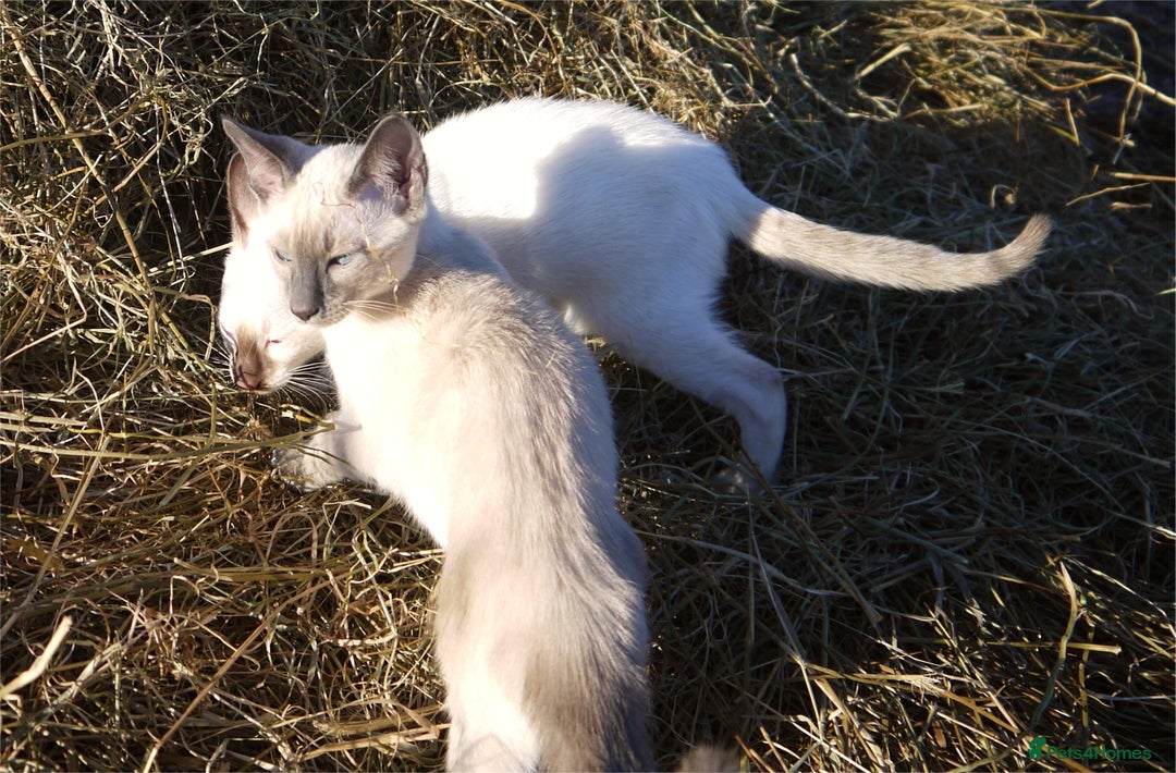 Siamese cats for sale: ADORABLE SIAMESE KITTENS - Advert 19