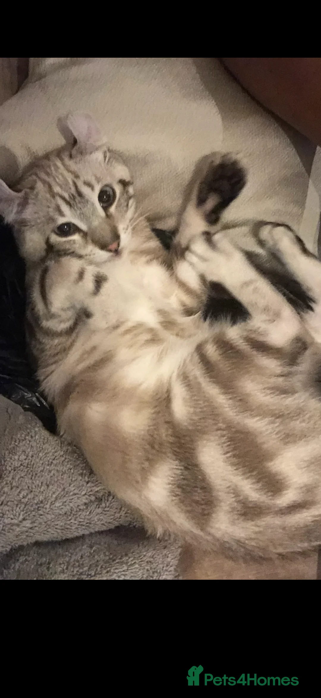 Keetso cats for sale: Keetso Female snow leopard  - Advert 1