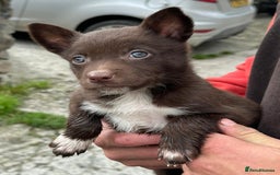 Mixed Breed dogs for sale: Collie X Kelpie puppies - Image 3