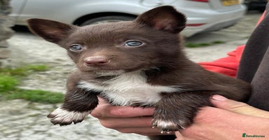 Mixed Breed dogs - Advert 4
