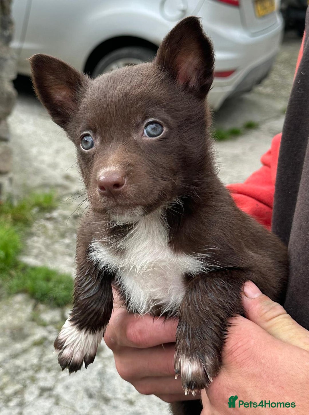 Mixed Breed dogs for sale: Collie X Kelpie puppies - Image 3