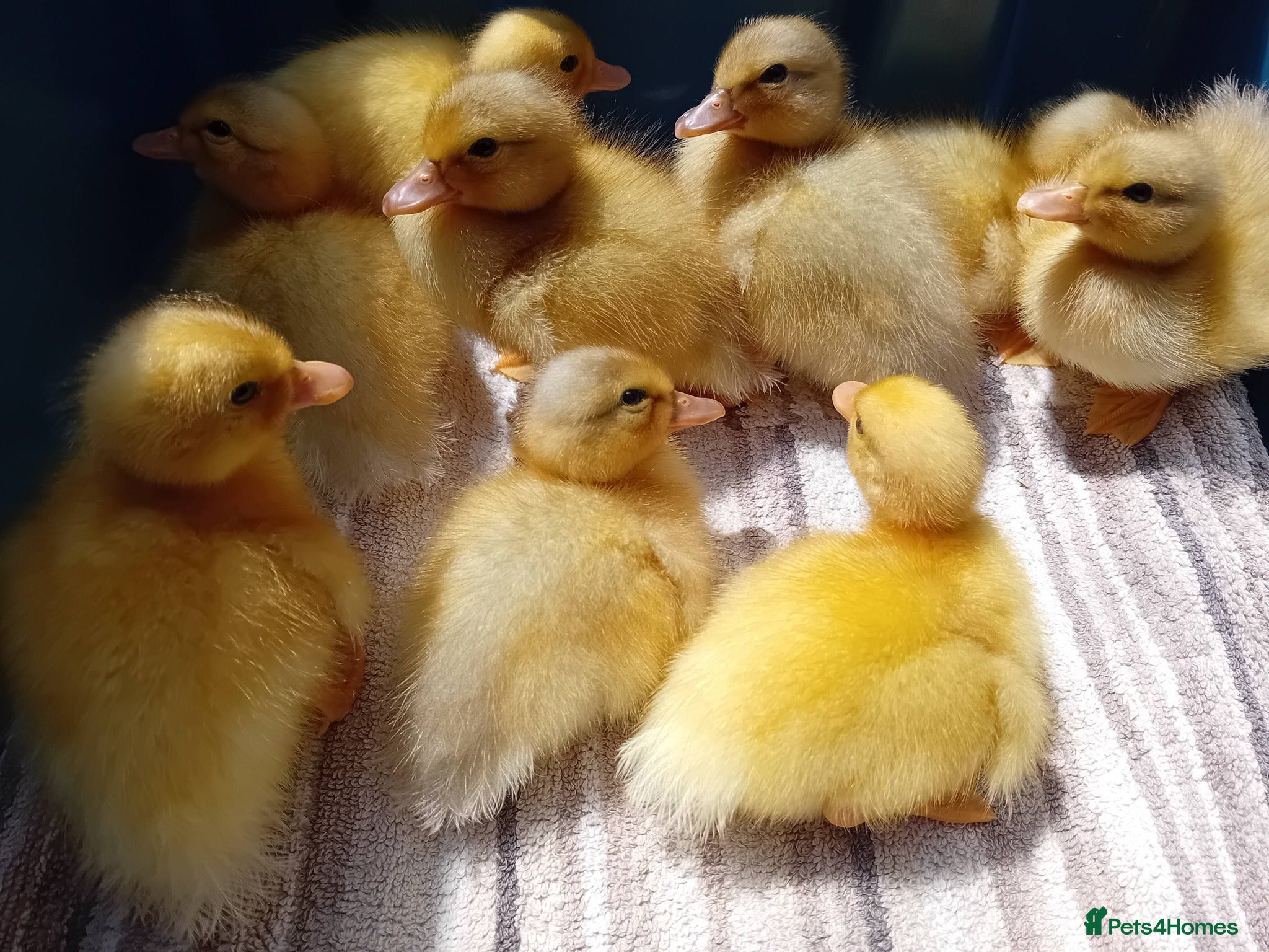 Ducks poultry for sale: Miniature Apricot Call Ducklings Available - Advert 6