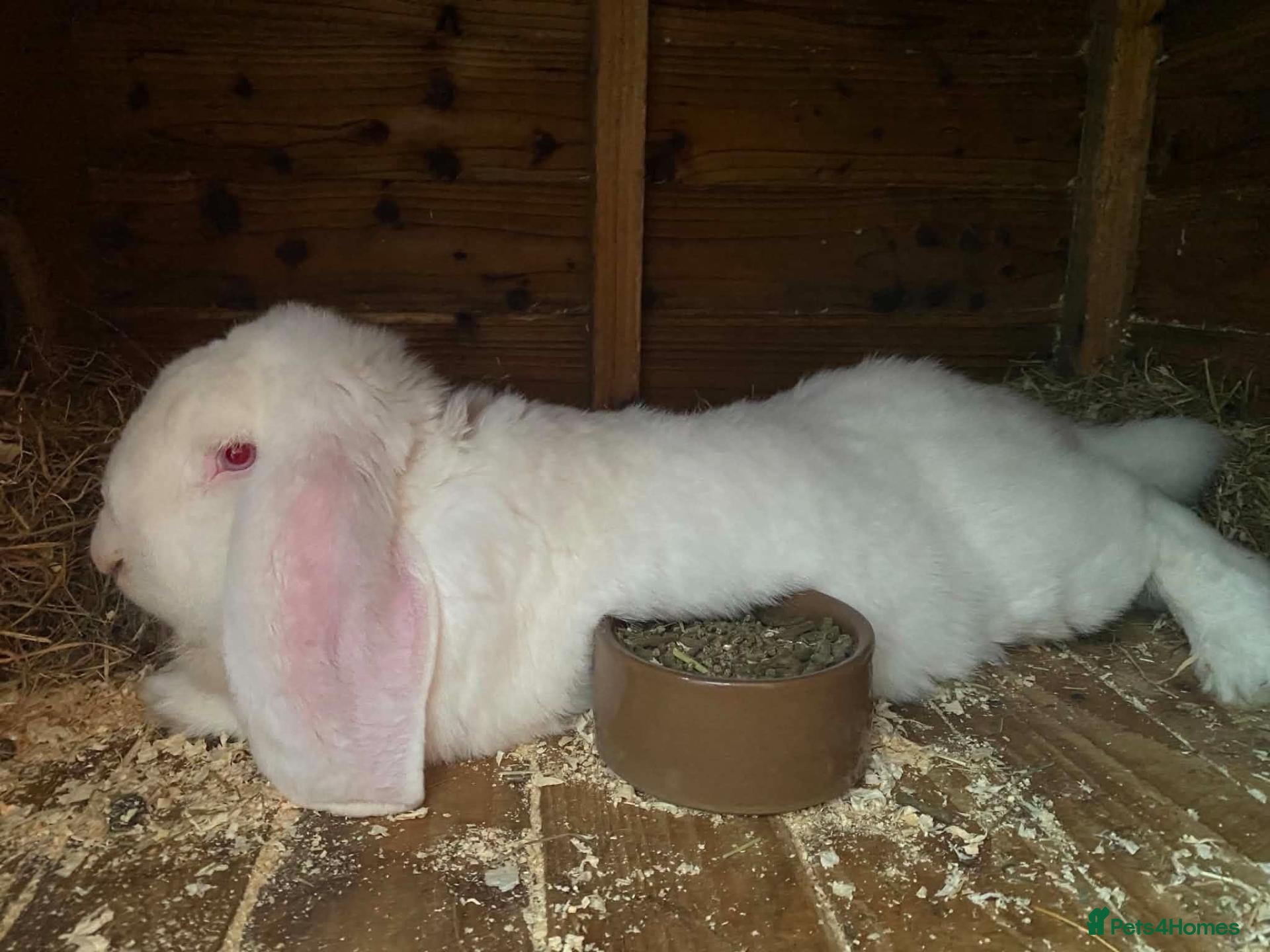 French Lop rabbits REW French lop buck *read ad* - Advert 10