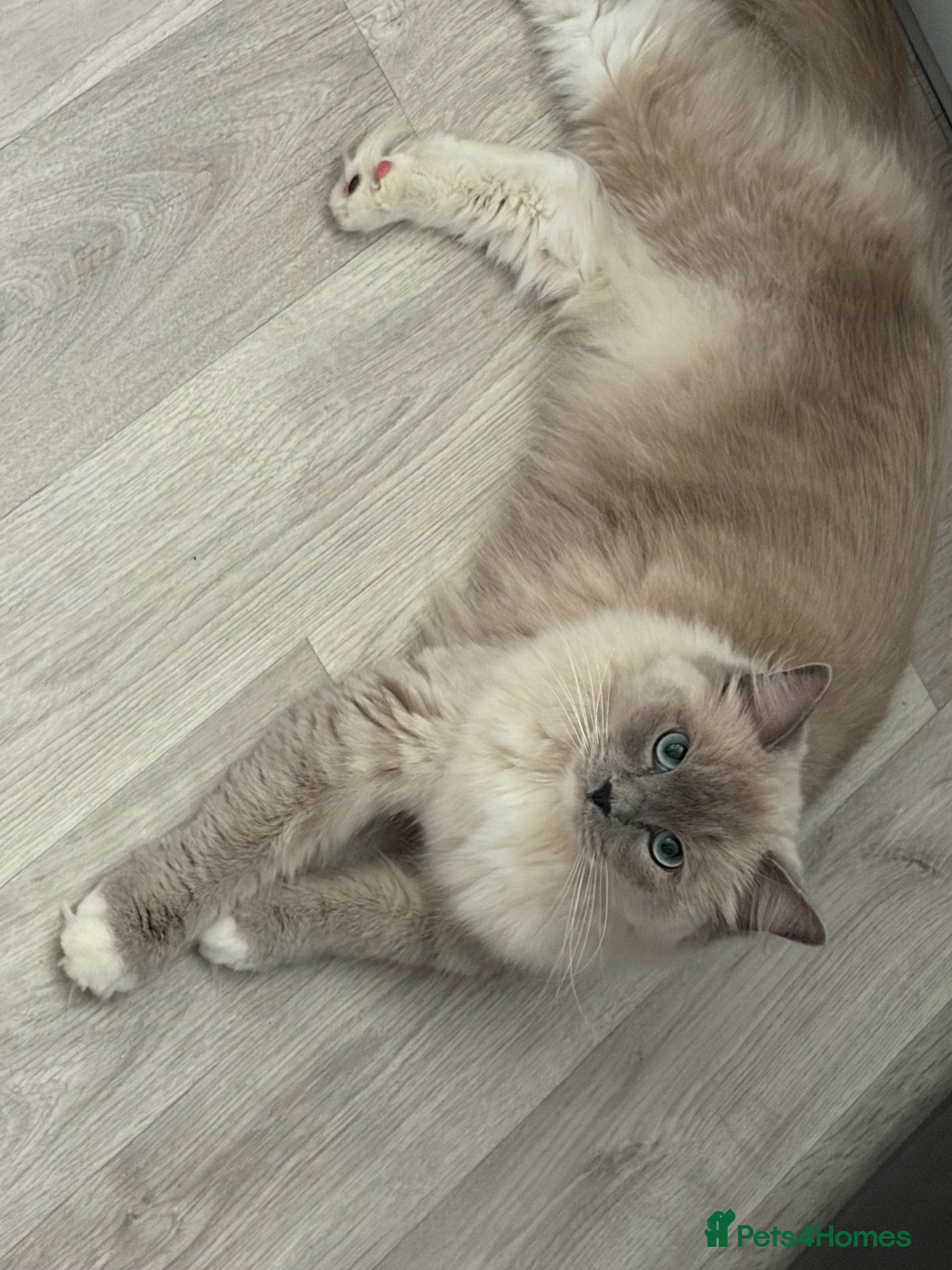 Ragdoll cats Beautiful Ragdoll female cats - Advert 5