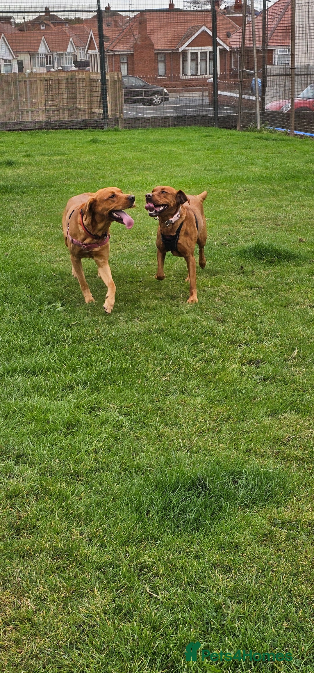 Labrador Retriever dogs for sale: KC Fox Red Labrador Puppys - Advert 6