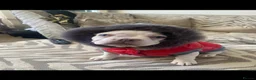 French Bulldog dogs for sale: White French bulldog male for sale  - Advert 5