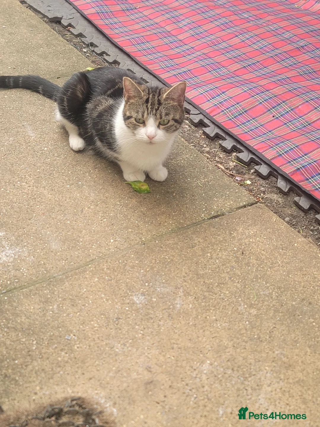 Mixed Breed cats for sale: Urgently Two male kitties looking for new home  in London - Advert 9