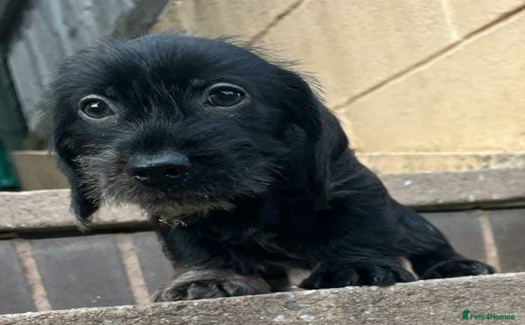 Dachshund dogs - Advert 4
