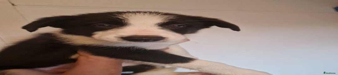Border Collie Puppy 4