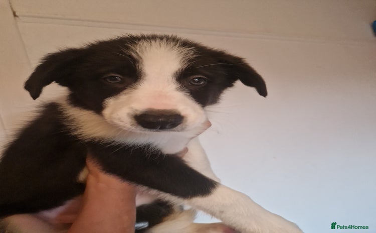 Border Collie dogs - Advert 5