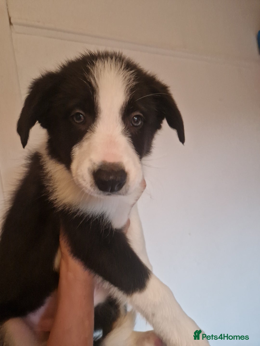 Border Collie dogs for sale: Border collie puppies  . One left - Image 4