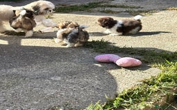 Shih Tzu dogs for sale:  Two Tri colour Parti Shih Tzu Girls. - Image 5