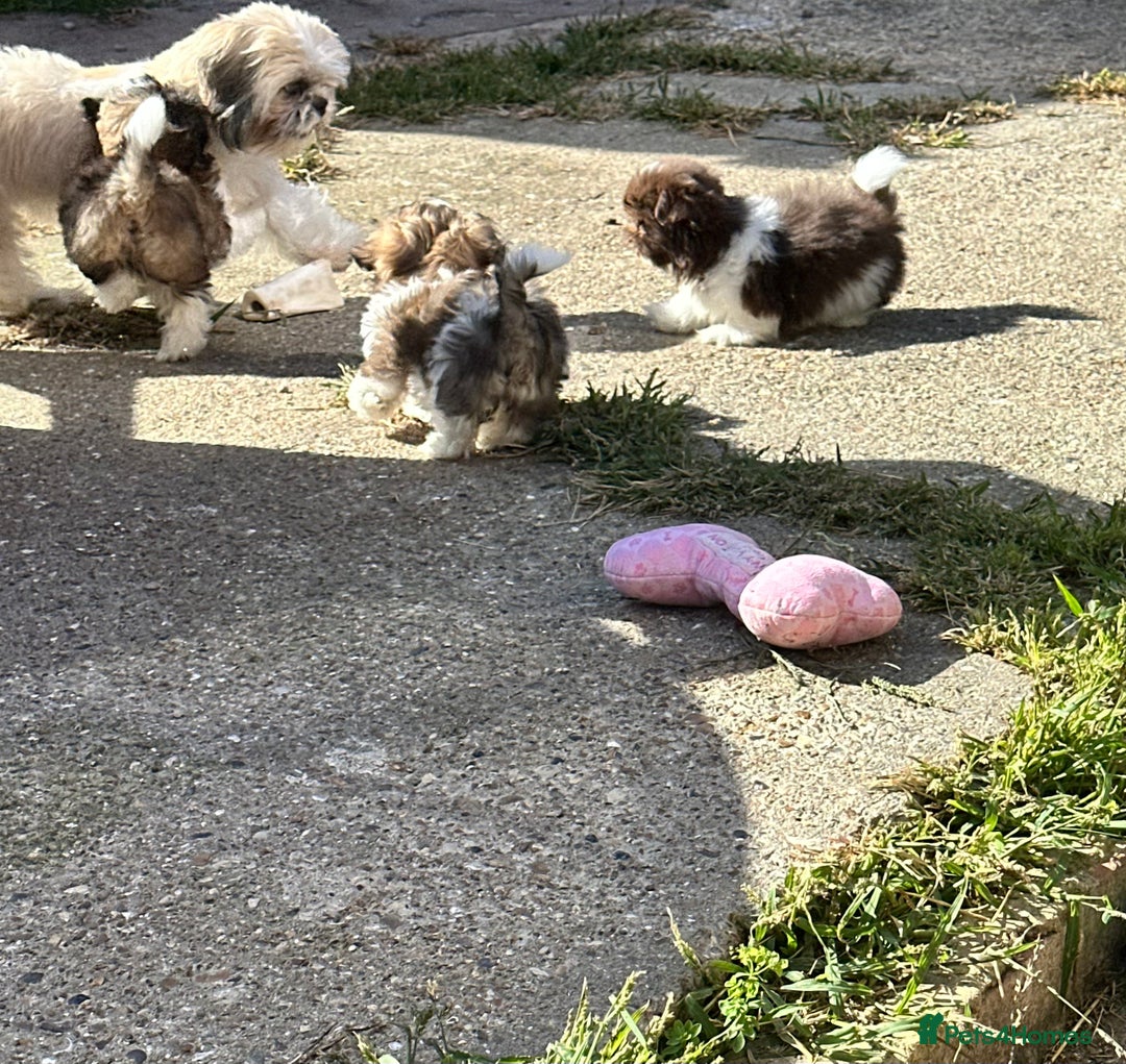 Shih Tzu dogs for sale:  Two Tri colour Parti Shih Tzu Girls. - Image 5