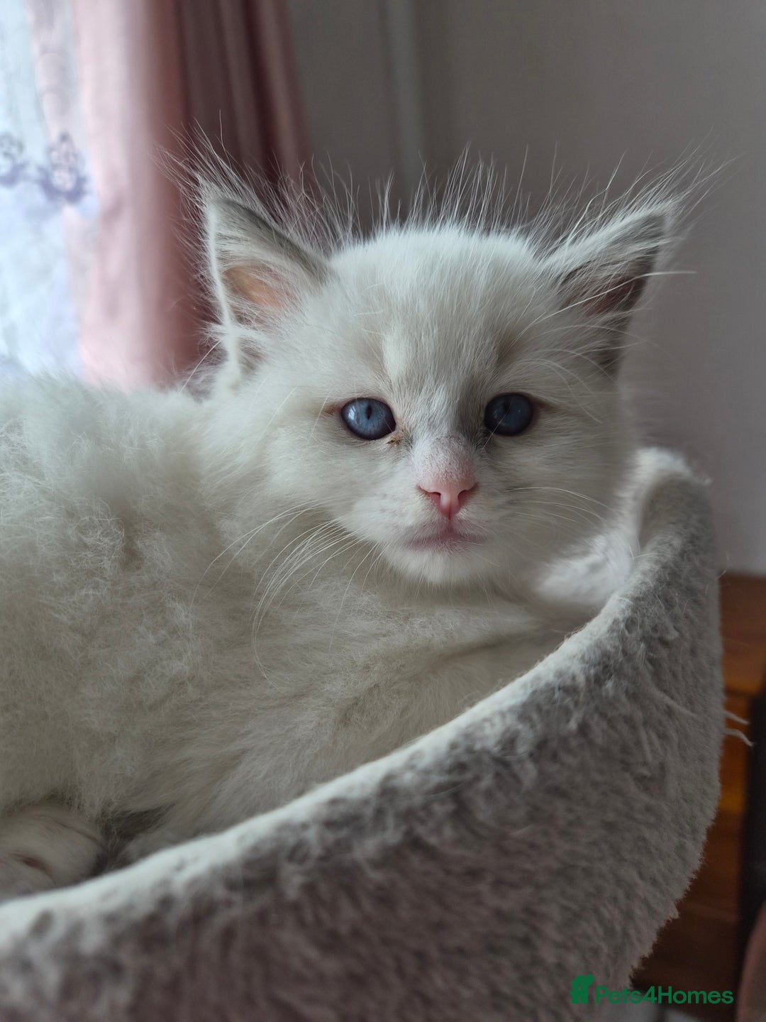 Ragdoll cats for sale: 5 GCCF Pedigree Ragdoll kittens for sale - Image 27