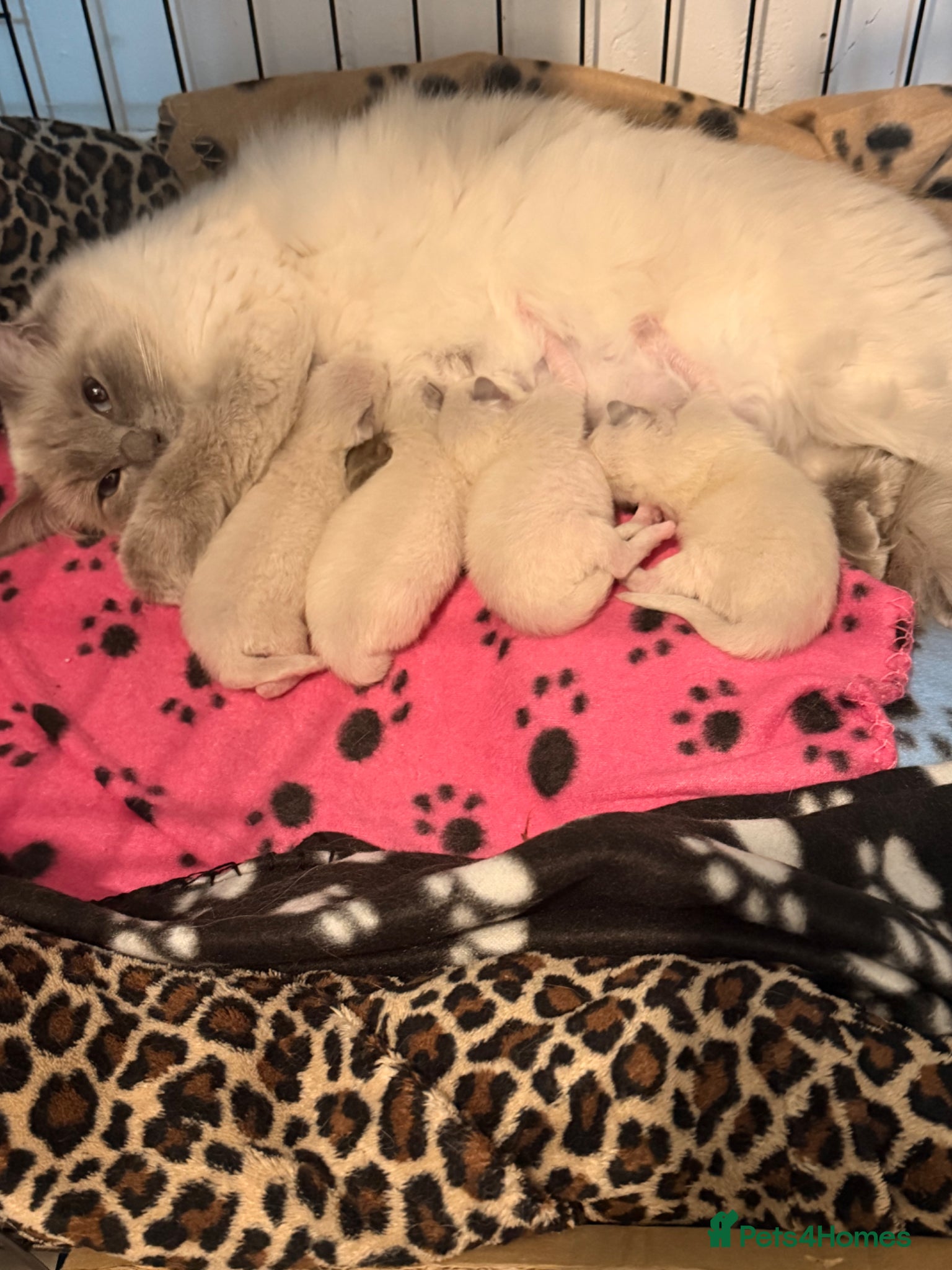Ragdoll cats 🐾💕 Beautiful Ragdoll Kittens for SAle🐾💙 - Advert 1