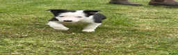 Border Collie dogs for sale: ⭐️BORDER COLLIE PUPS⭐️ READY TO GO - Advert 27