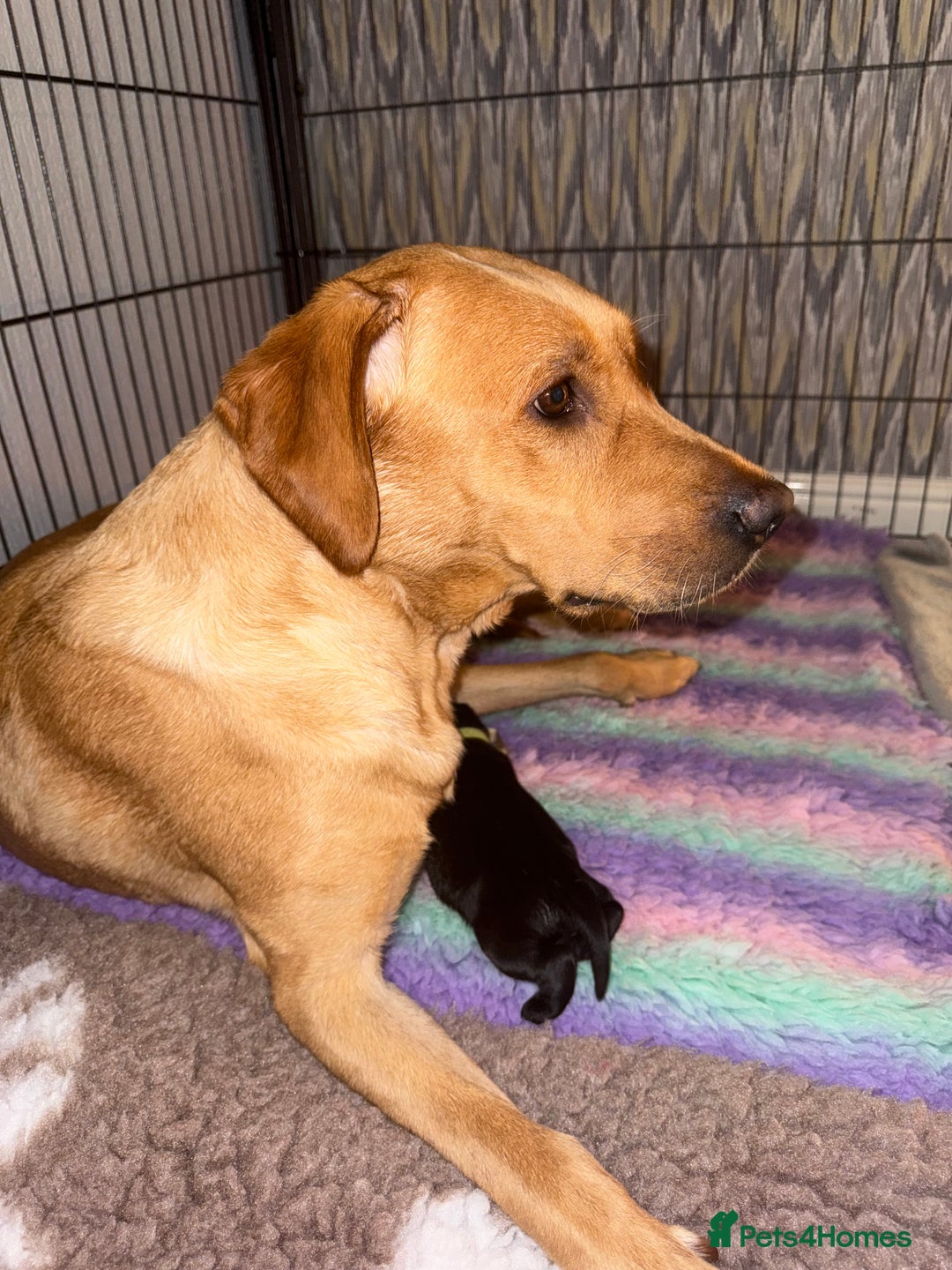 Labrador Retriever dogs for sale: (REDUCED) KC registered Labradors  - Advert 10