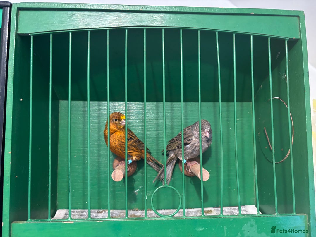 Canaries birds for sale: Lizard canaries  - Advert 2