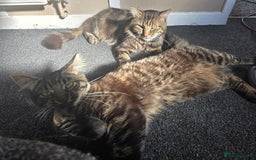 Mixed Breed cats for sale: Biscuit - Image 5