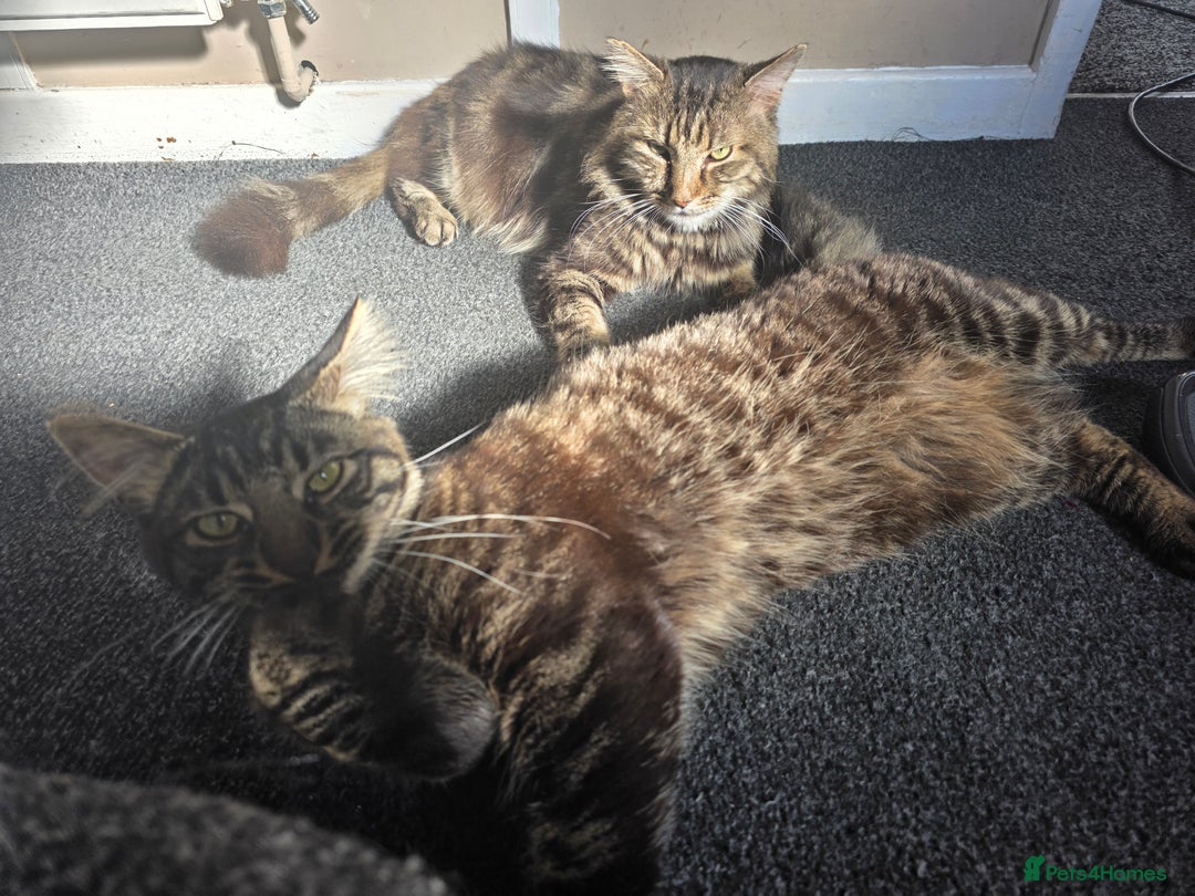 Mixed Breed cats for sale: Biscuit - Image 5