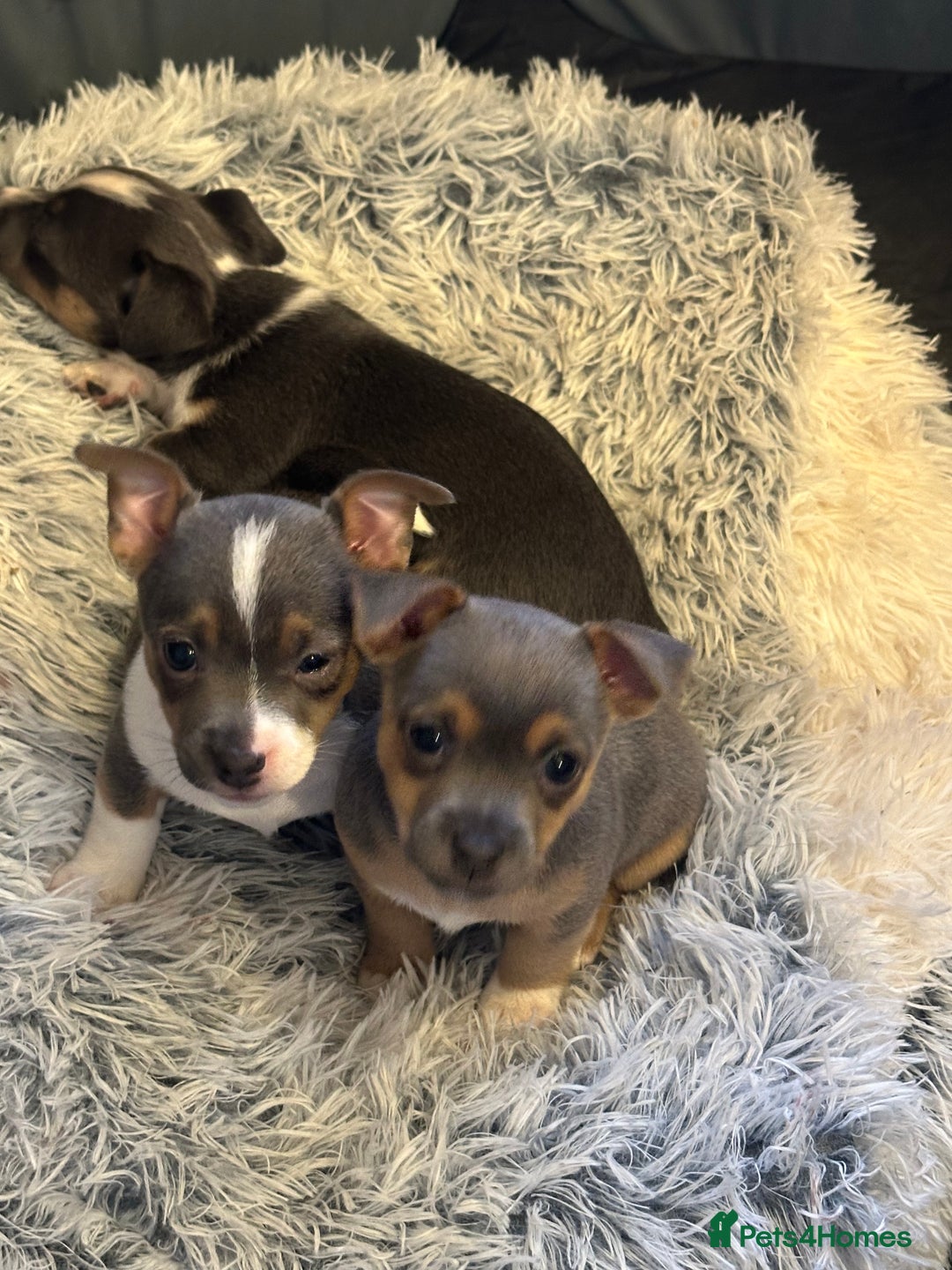 Jack Russell dogs for sale: Miniature miniature Jack Russel Puppies - Advert 7