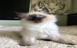 Ragdoll cats for stud: Rare Flame Point Ragdoll for stud - Image 11