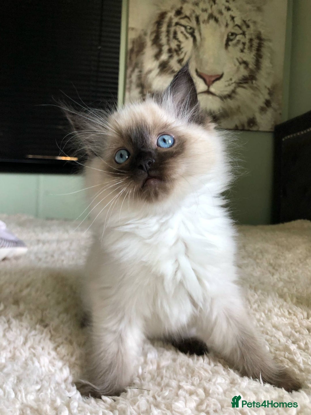 Ragdoll cats for stud: Rare Flame Point Ragdoll for stud - Image 11