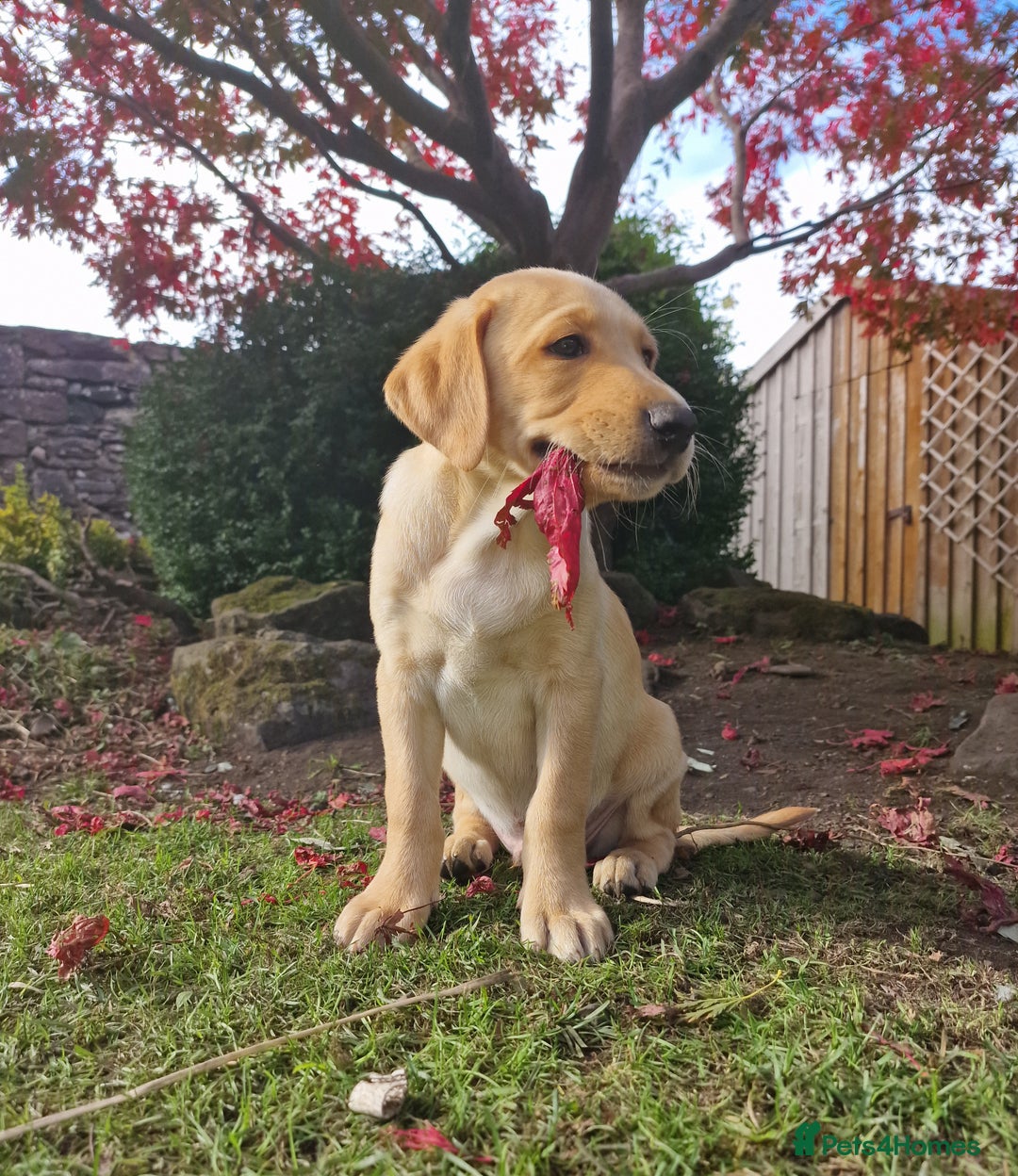Mixed Breed dogs for sale: Labrador Cross Pups - Image 29