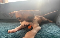 Whippet dogs for sale: 8 WHIPPET PUPPIES   - Image 35