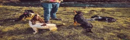 English Springer Spaniel dogs for sale: Springer spaniel in Church Stretton - Advert 4