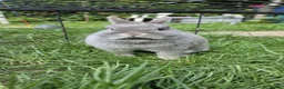 Netherland Dwarf rabbits for sale: Netherlands dwarf  - Advert 4
