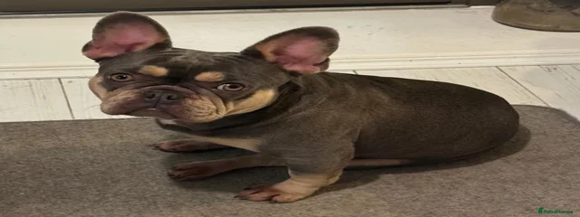 Queenie
