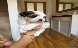 Biewer Terrier dogs for sale: Two beautiful puppies for sale. 1 boy 1 girl - Advert 9