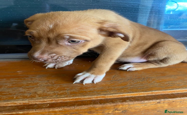 Mixed Breed dogs - Advert 4