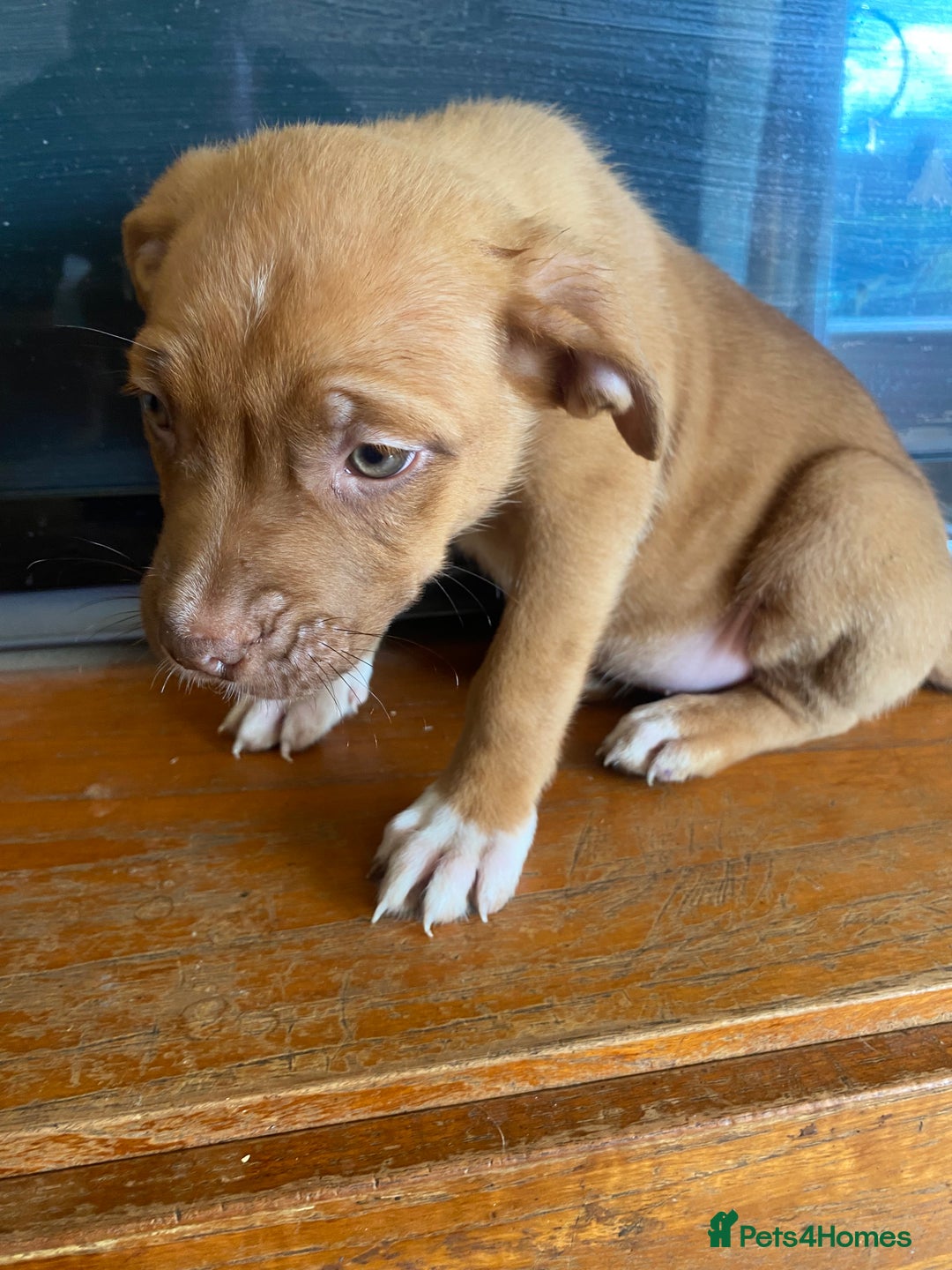 Mixed Breed dogs for sale: Puppies  - Image 1