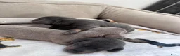 Miniature Dachshund dogs for sale: Special delivery of adorable Rare Blue and Tan - Advert 5