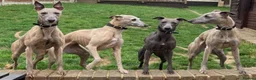 Whippet dogs for sale: Stunning Blue KC Reg Whippets Pups  in Canterbury - Advert 5