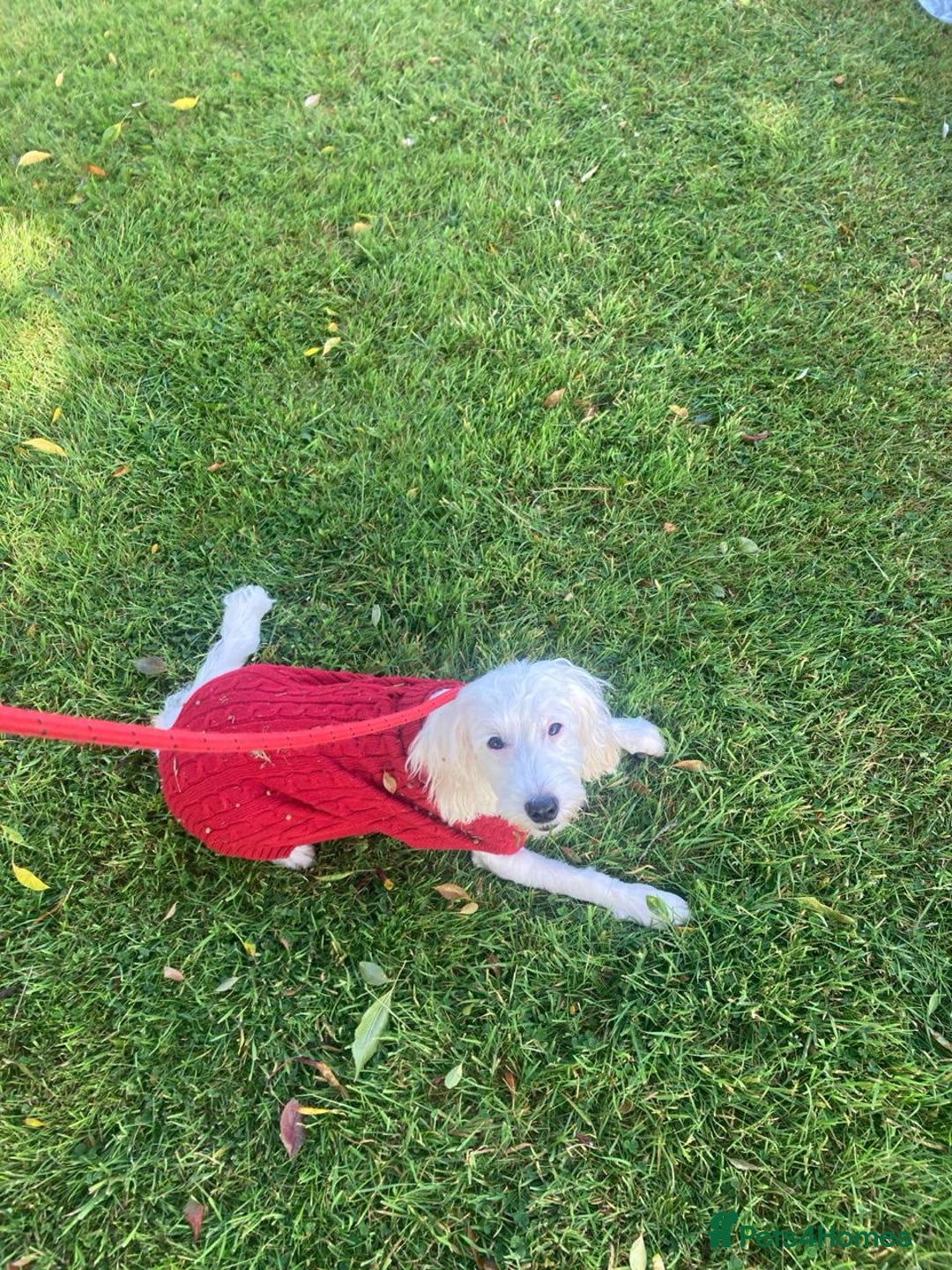 Cockapoo dogs for sale: Beloved Cockapoo Bubble for sale - Advert 11